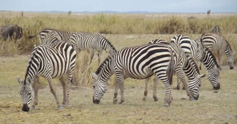 Lake Nakuru Safari Day Trip - Cruzeiro Safaris - Kenya - Image 2