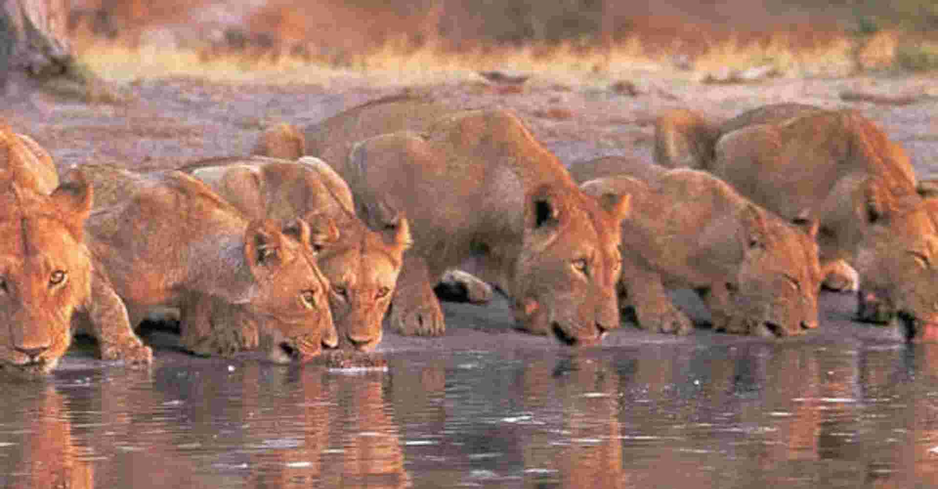 Lake Nakuru Safari Day Trip