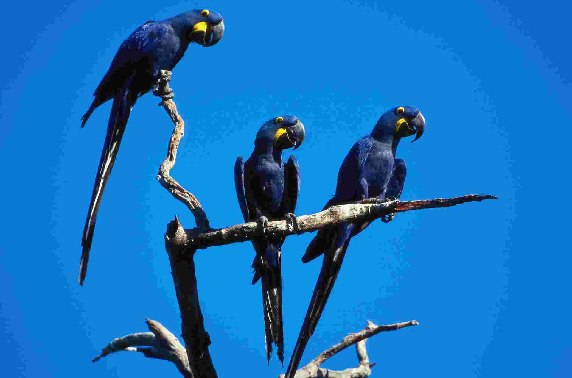 Pantanal - Land of the Jaguar