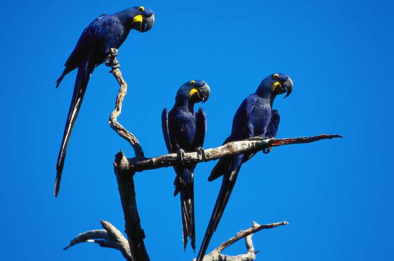 Pantanal - Land of the Jaguar trip - alternative tour available