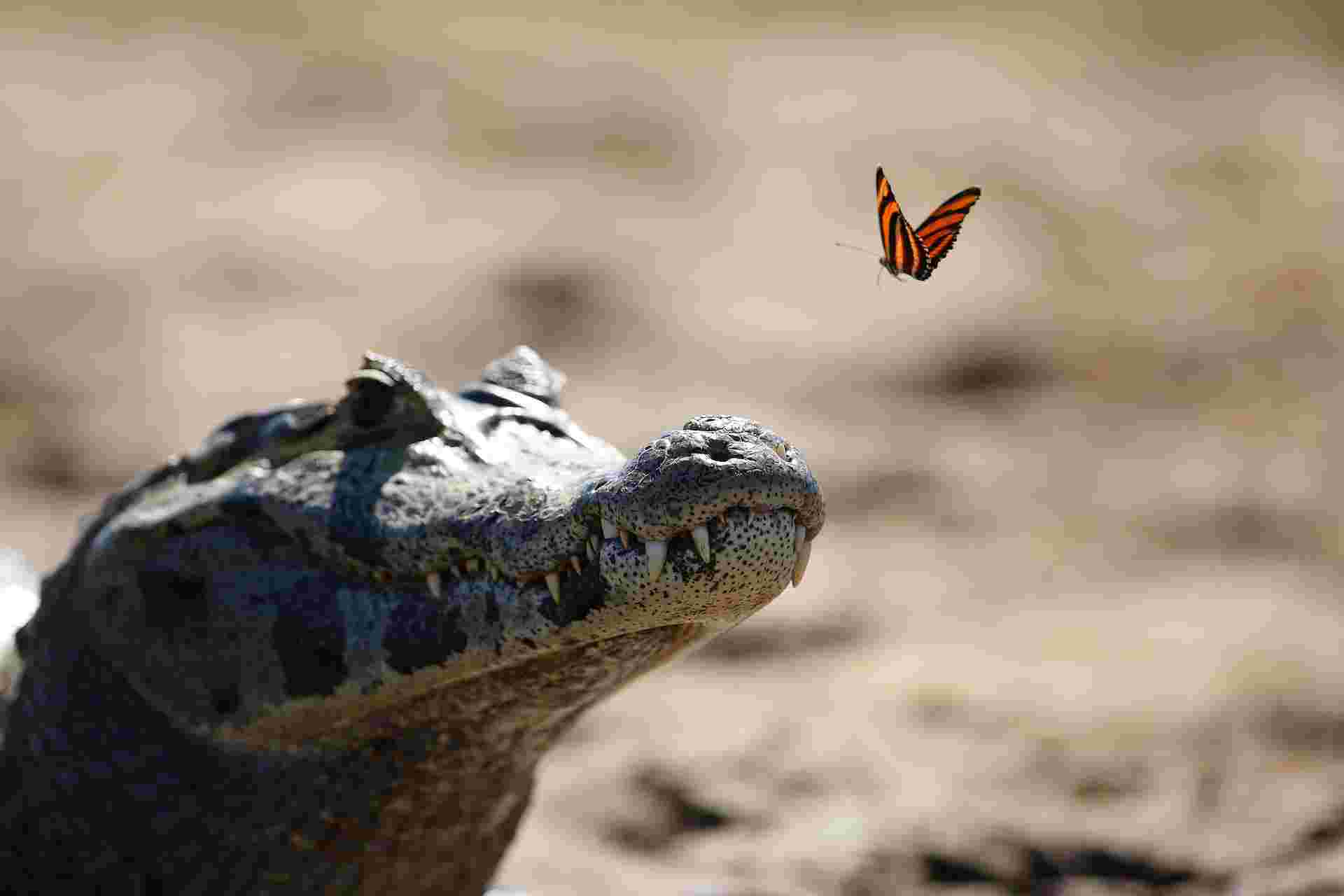 Land of the Jaguar Photographic Safari with Paul Goldstein