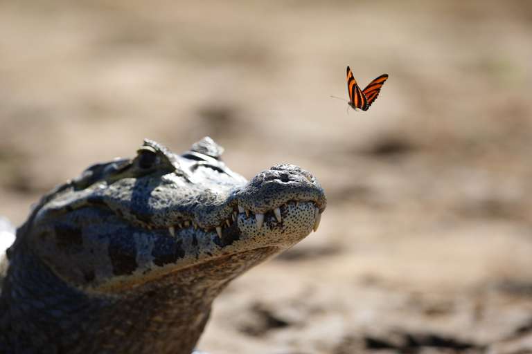 Land of the Jaguar Photographic Safari with Paul Goldstein trip - alternative tour available