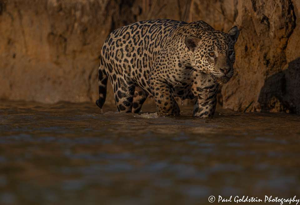 Land of the Jaguar Photographic Safari with Paul Goldstein - undefined - Image 6