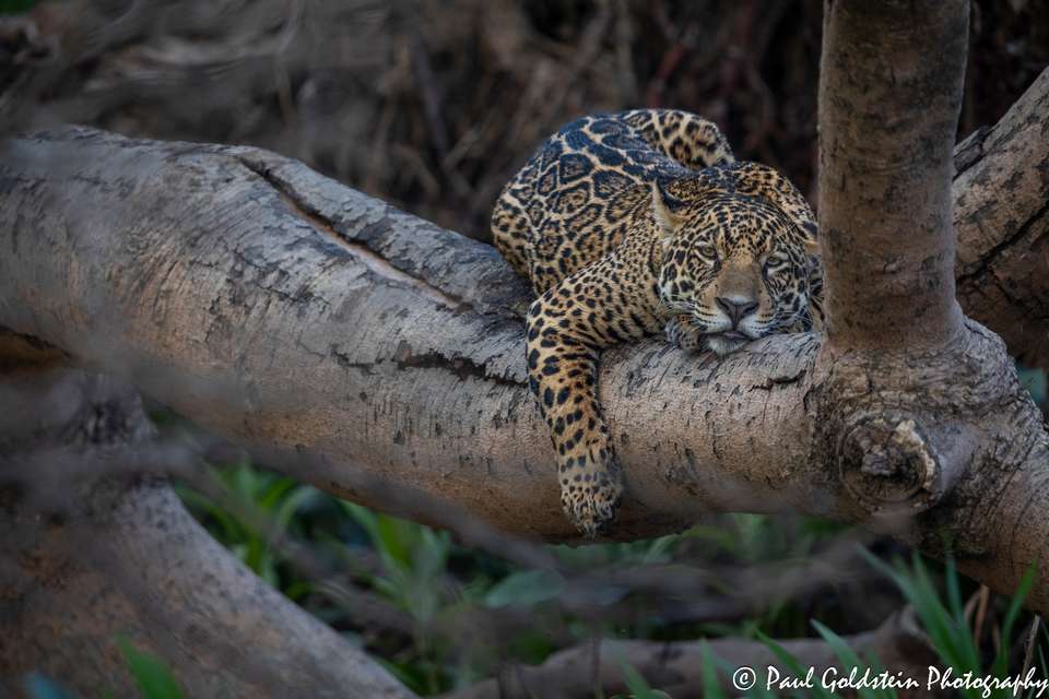 Land of the Jaguar Photographic Safari with Paul Goldstein - undefined - Image 9