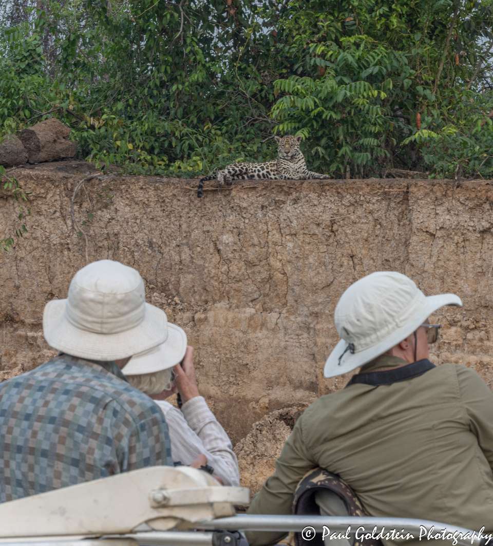 Land of the Jaguar Photographic Safari with Paul Goldstein - undefined - Image 10