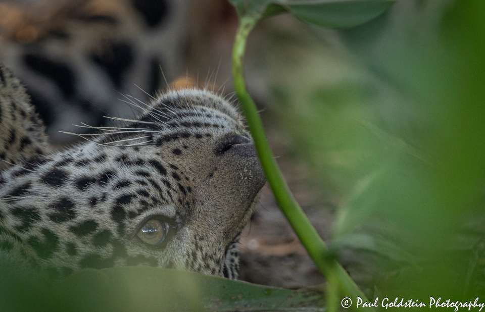Land of the Jaguar Photographic Safari with Paul Goldstein - undefined - Image 11