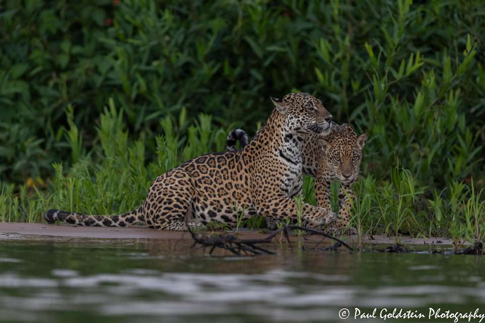 Land of the Jaguar Photographic Safari with Paul Goldstein - undefined - Image 12