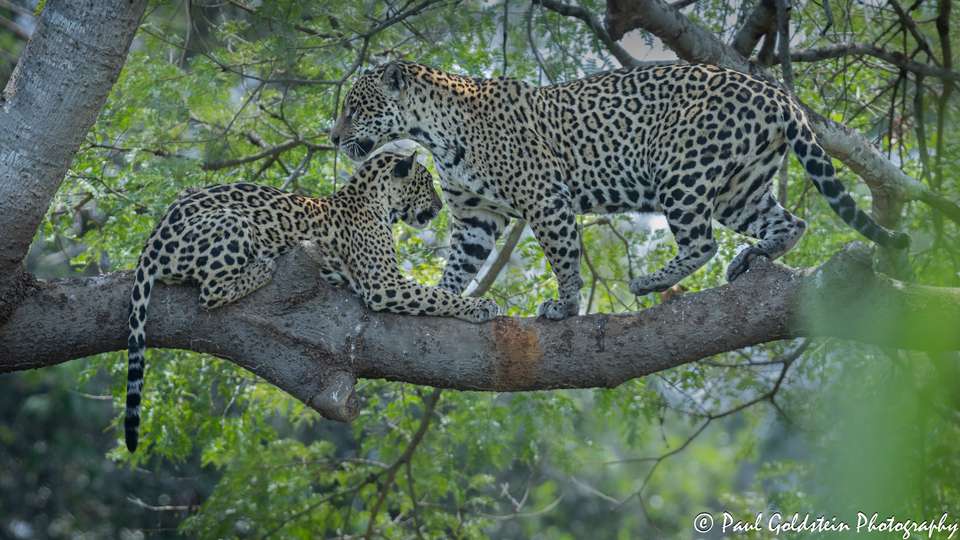 Land of the Jaguar Photographic Safari with Paul Goldstein - undefined - Image 13