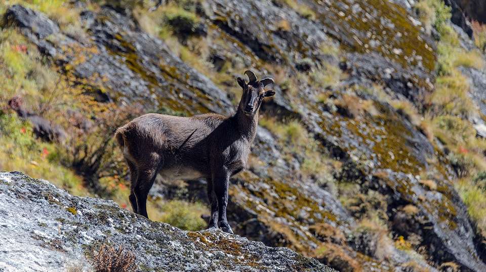 Langtang Valley Trek - Travel Max Guide - Nepal - Image 6