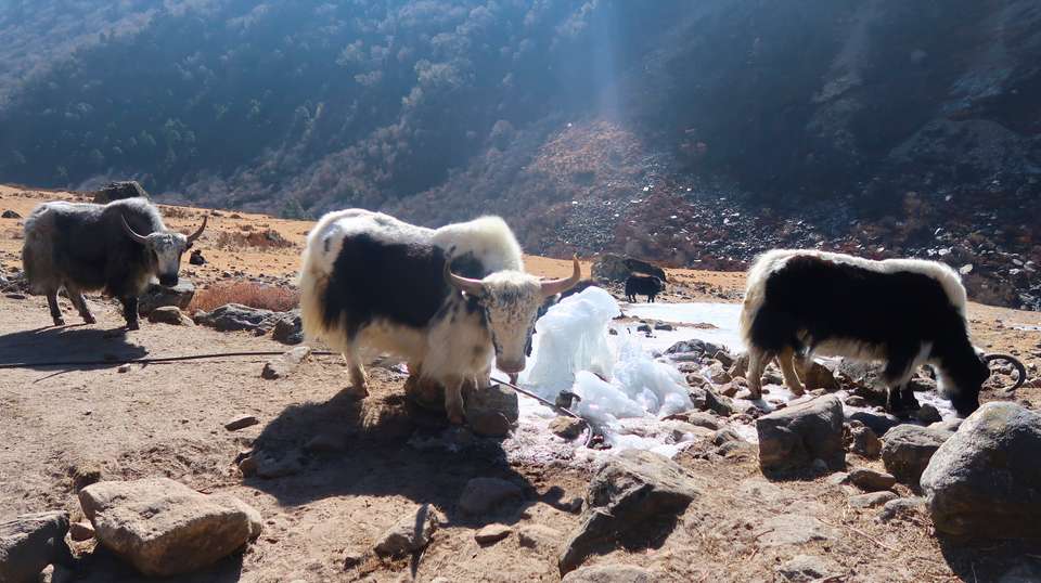 Langtang Valley & Tamang Heritage Trek - Asian Heritage Treks & Travels - Nepal - Image 6