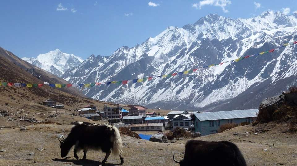 Langtang Valley Short Trek - Travel Max Guide - Nepal - Image 2