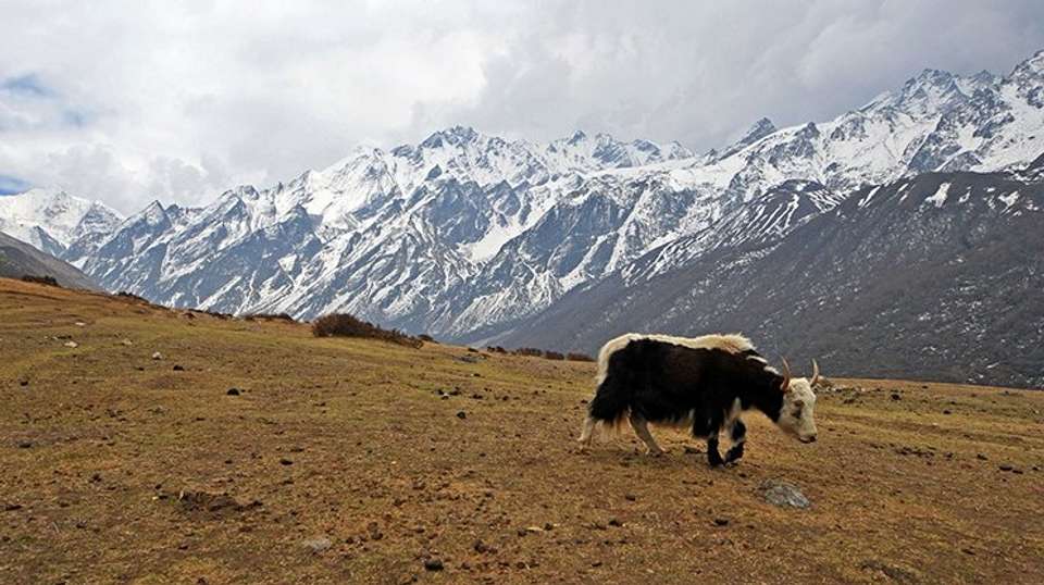 Langtang Valley Trek - Glorious Himalaya Trekking Pvt Ltd. - Nepal - Image 4