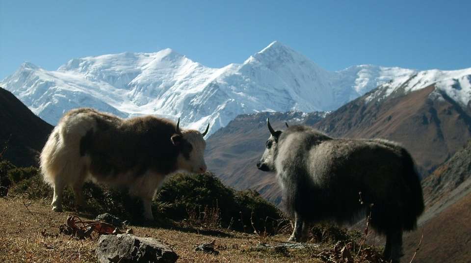 Langtang Valley Trek - Buddha Treks And Expedition - Nepal - Image 2
