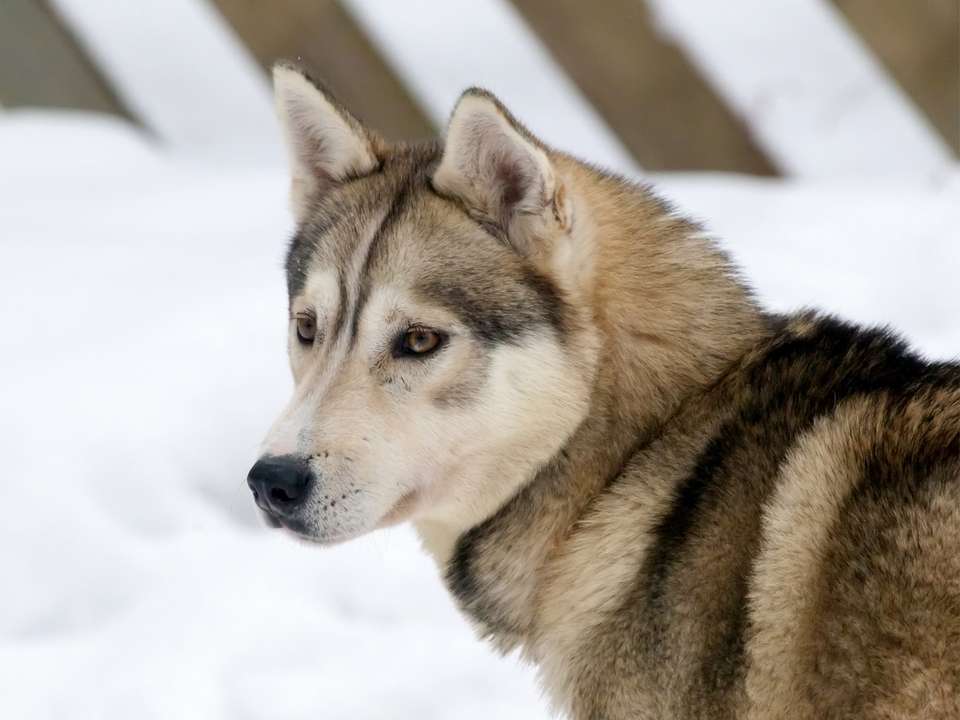 Lapland Adventure & Glass Igloo - 5 days - On The Go Tours - Finland