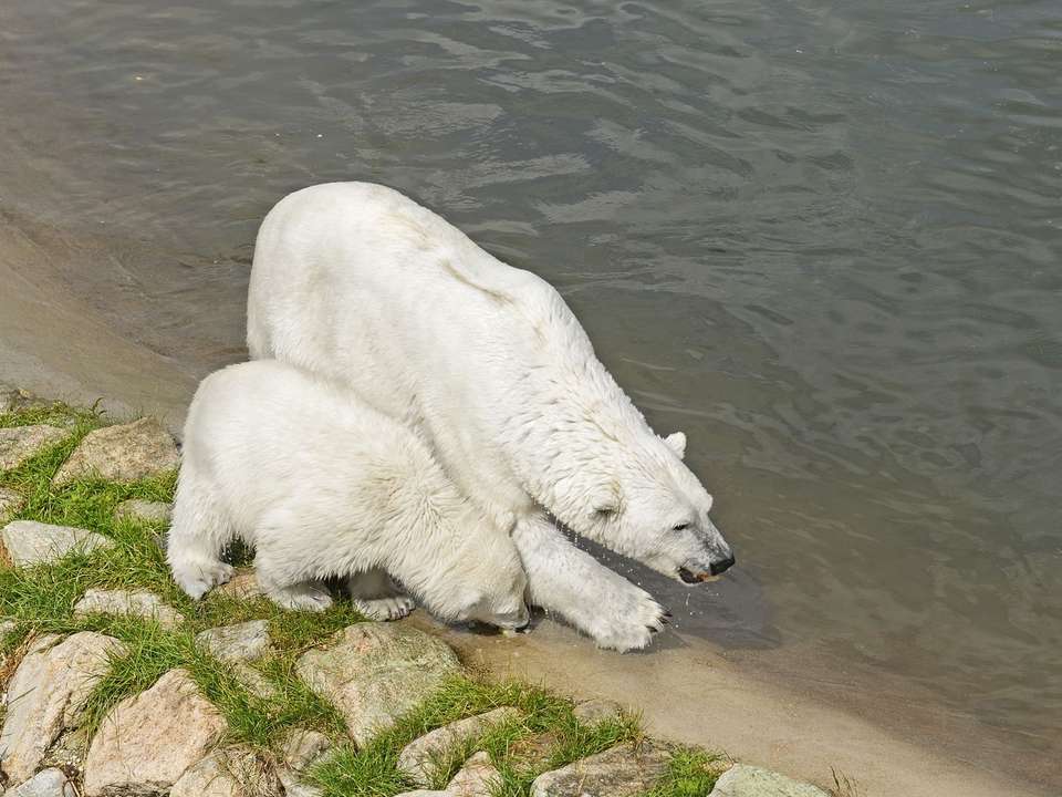 Lapland & the Arctic Circle - 5 Days - On The Go Tours - Finland - Image 3