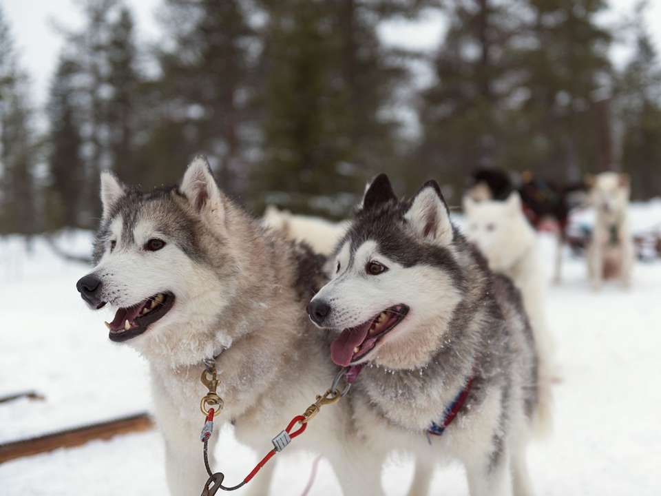Lapland Winter Getaway & Igloo - 5 days - On The Go Tours - Finland - Image 2