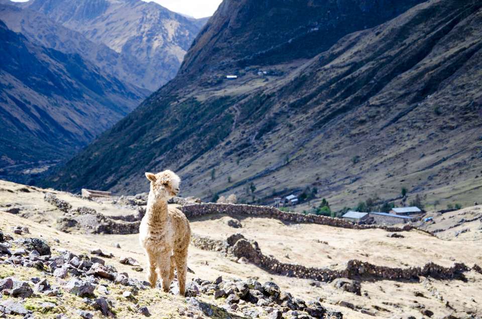 Lares Trek to Machu Picchu - Exodus Adventure Travels - Peru - Image 18