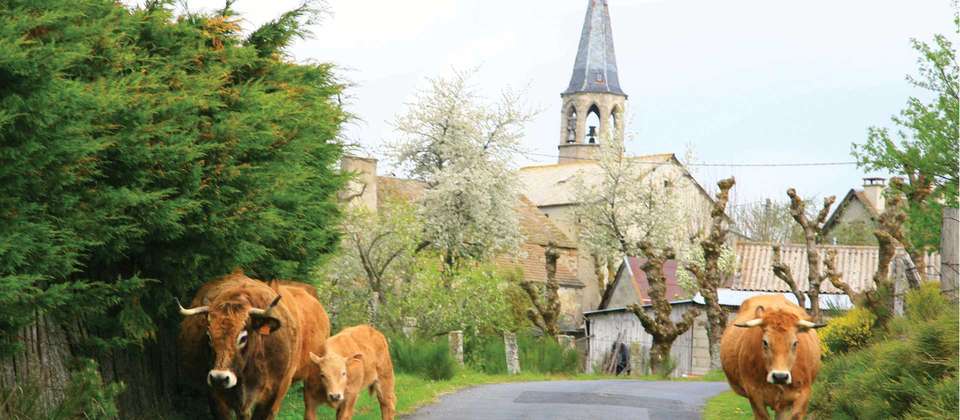 Le Puy Camino - Lectoure to Aire sur l'Adour - Utracks - France - Image 8