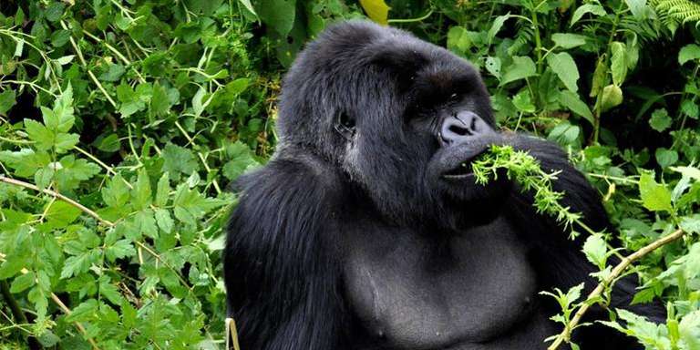 Journeys: Legendary Wildlife of Rwanda & Kenya - 15 days