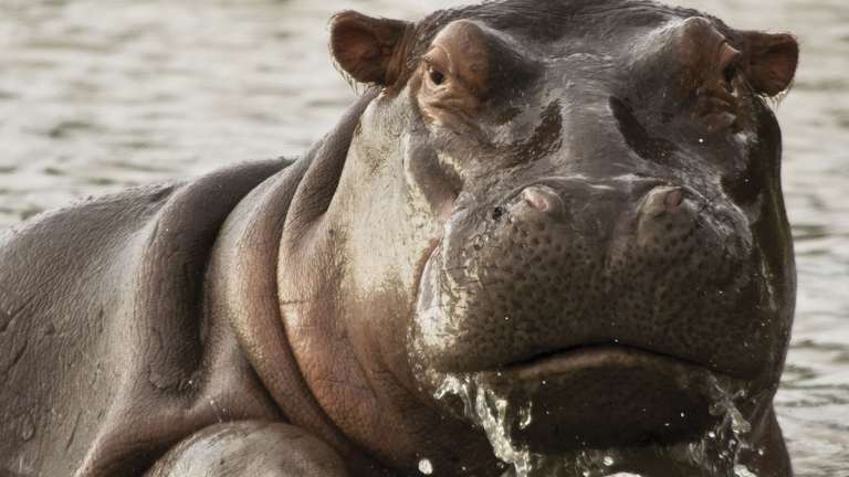 Journeys: Legendary Wildlife of Rwanda & Kenya - 15 days
