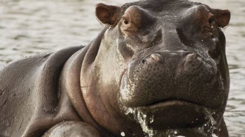 Journeys: Legendary Wildlife Of Rwanda & Kenya - October 2026