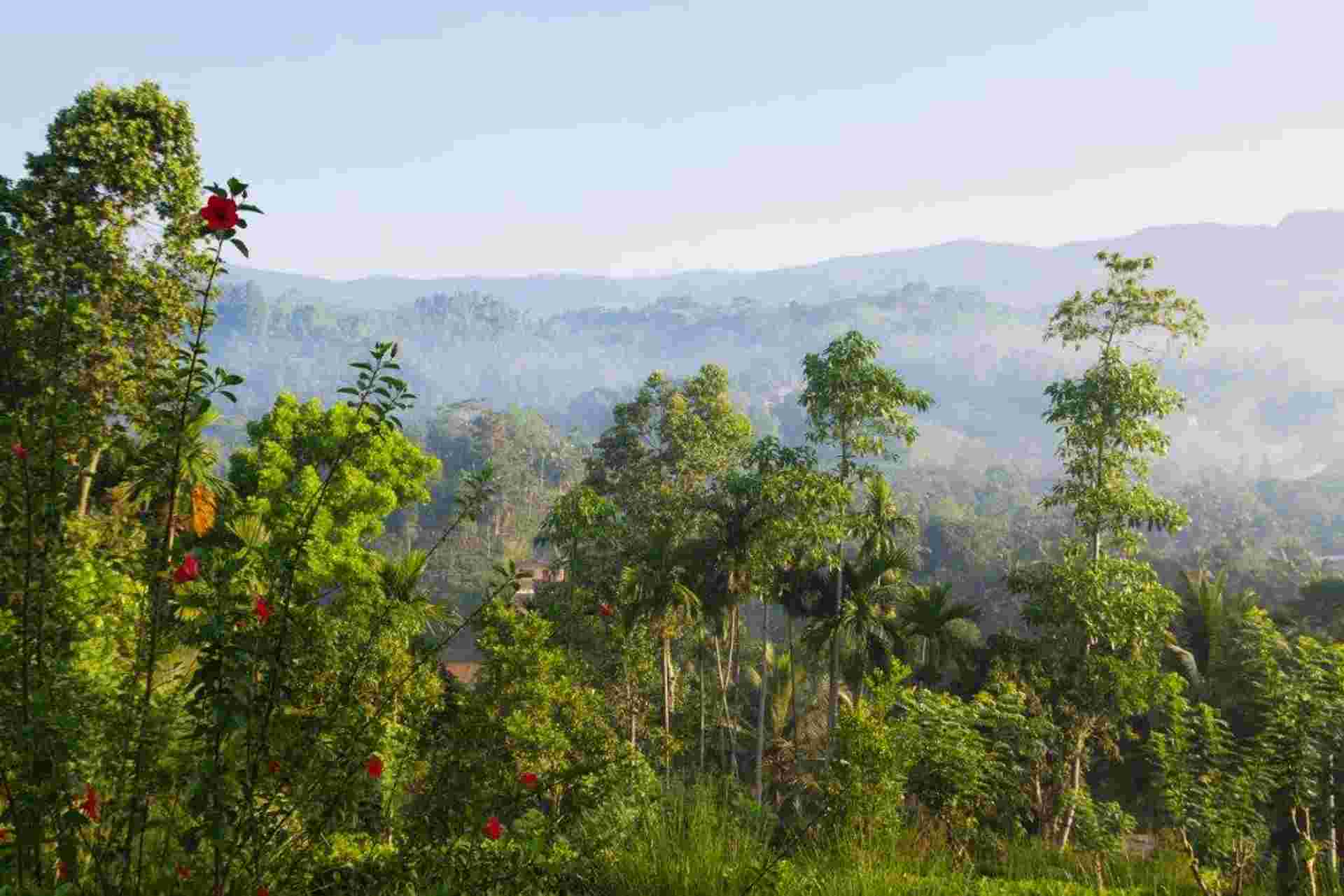 Leopards And Endemic Birds Of Sri Lanka