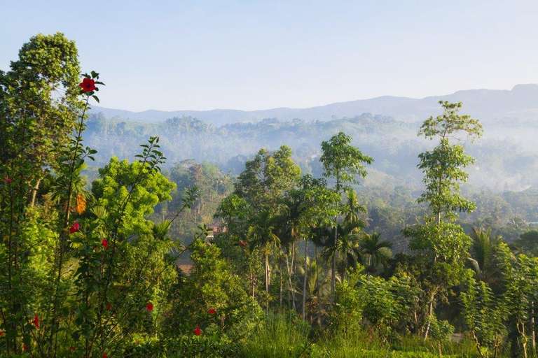 Leopards And Endemic Birds Of Sri Lanka - 8 days