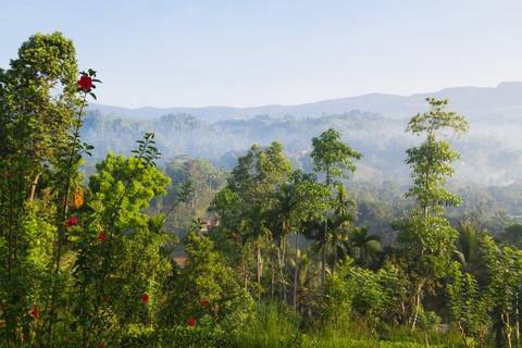 Leopards And Endemic Birds Of Sri Lanka - 8 Days
