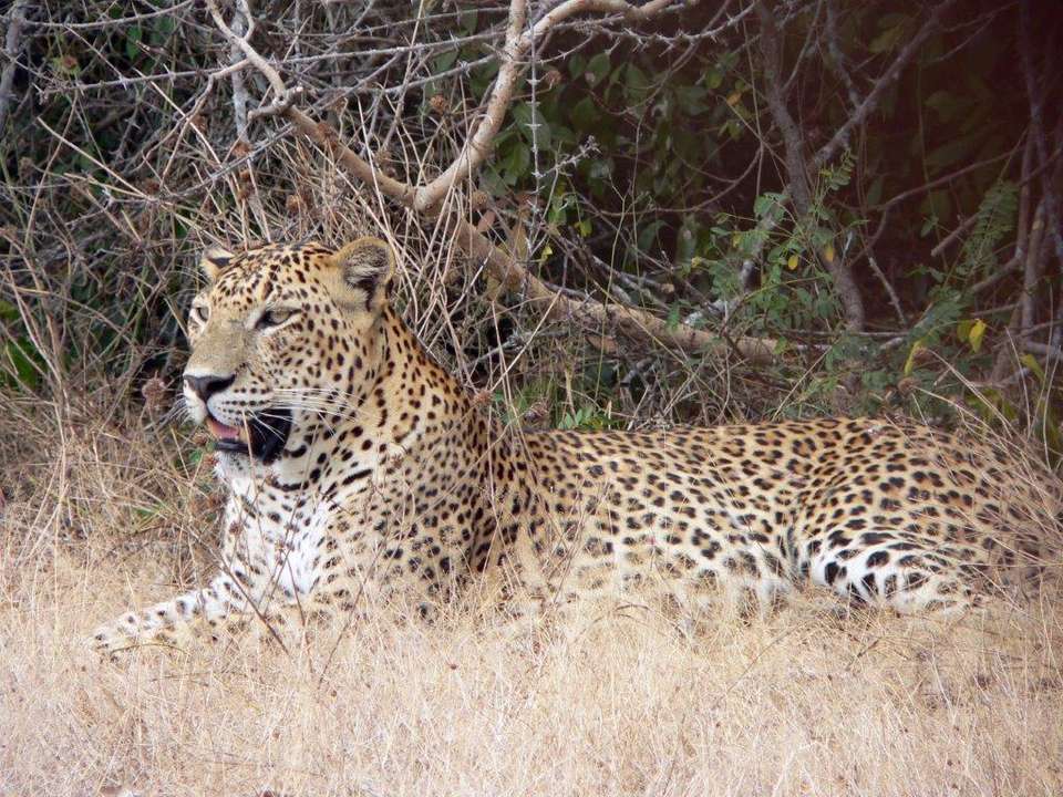 Leopards And Endemic Birds Of Sri Lanka, Private Tour - Destination Services - Sri Lanka - Image 4