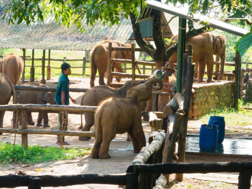 Leopards And Endemic Birds Of Sri Lanka, Private Tour - Destination Services - Sri Lanka - Image 5
