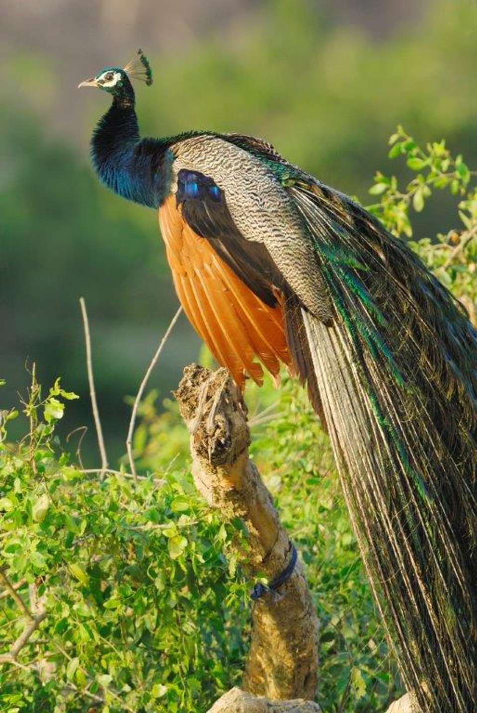 Leopards And Endemic Birds Of Sri Lanka, Private Tour - Destination Services - Sri Lanka - Image 10