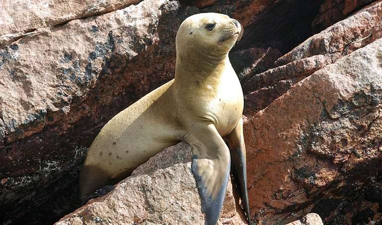 Lima to Buenos Aires (via Pantanal) Travel Pass trip - alternative tour available