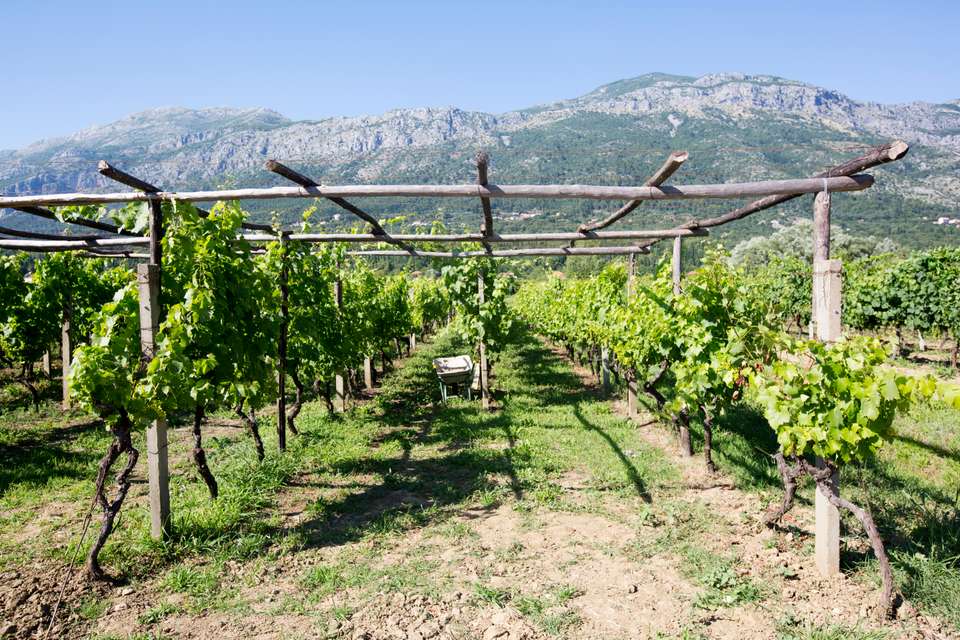 Local Living Croatia – Southern Dalmatia - G Adventures - Croatia - Image 13
