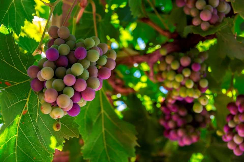 Loire Valley: Walks, Wine & Chateaux - undefined - Image 13