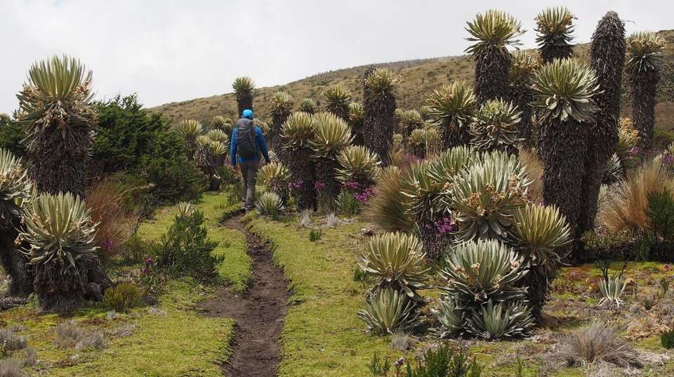 Los Nevados Adventure - Uncharted Earth - Colombia - Image 4