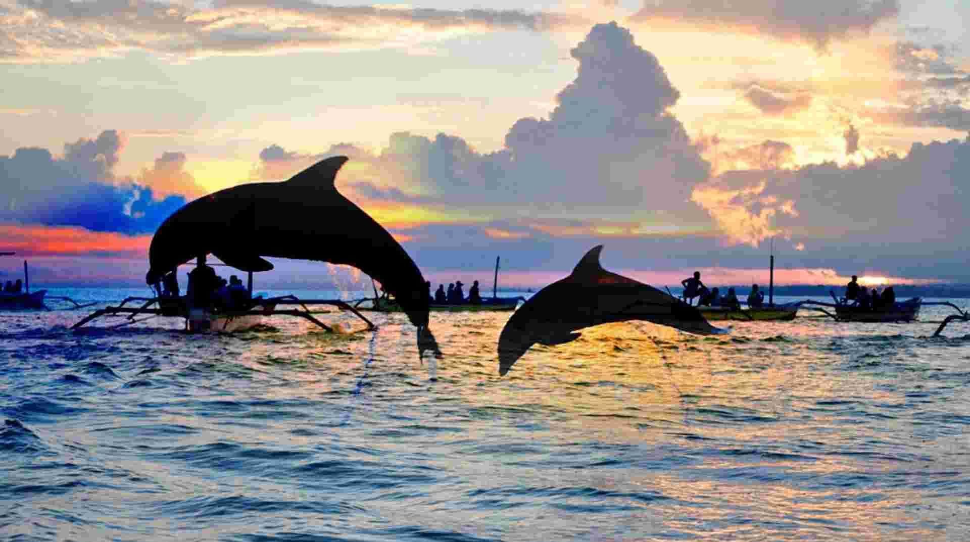 Lovina Sunrise Dolphin Watching Tour
