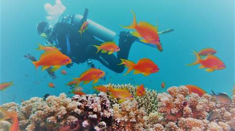 Egypt City Sightseeing Tour: Luxury Cairo & Sharm El Sheikh Holiday