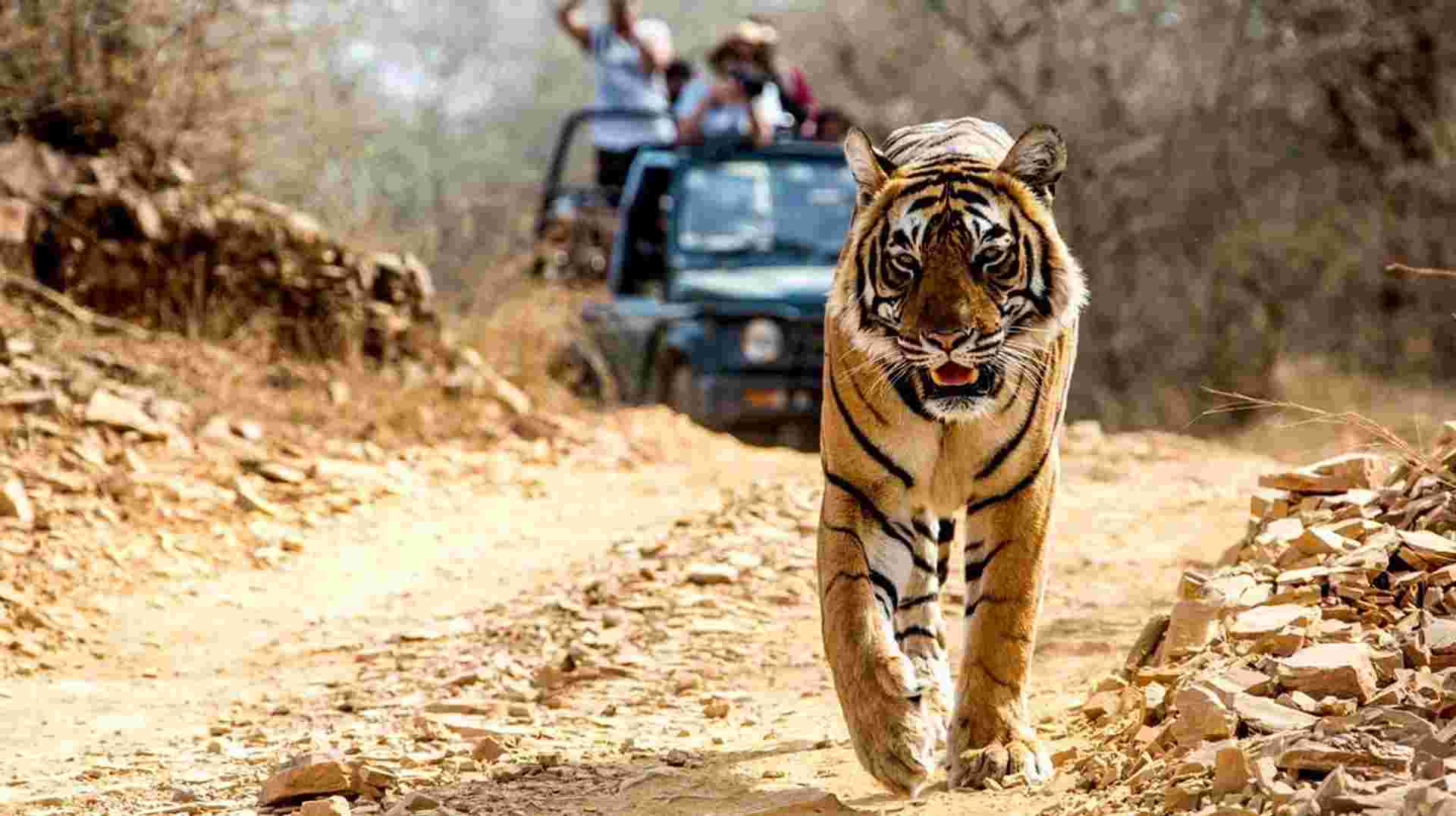 India Golden Triangle With Tigers