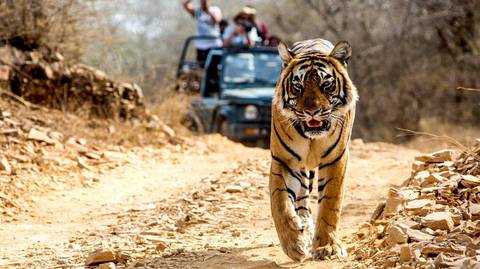 India Golden Triangle With Tigers - September 2027