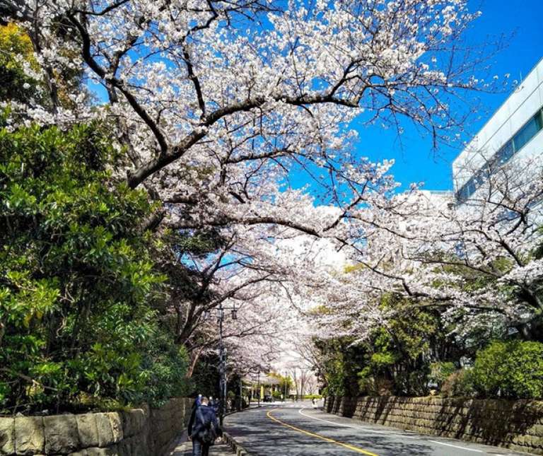 LUXURY JAPAN GOLF TOUR trip - alternative tour available