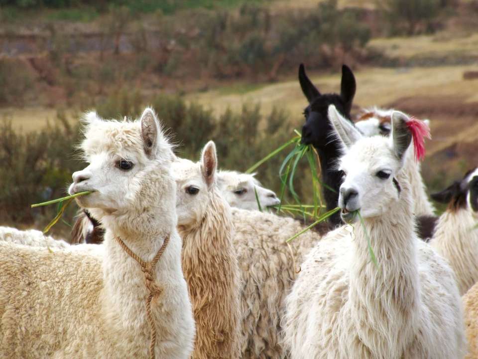 Luxury Peru & Andean Explorer - 12 days - On The Go Tours - Peru - Image 2