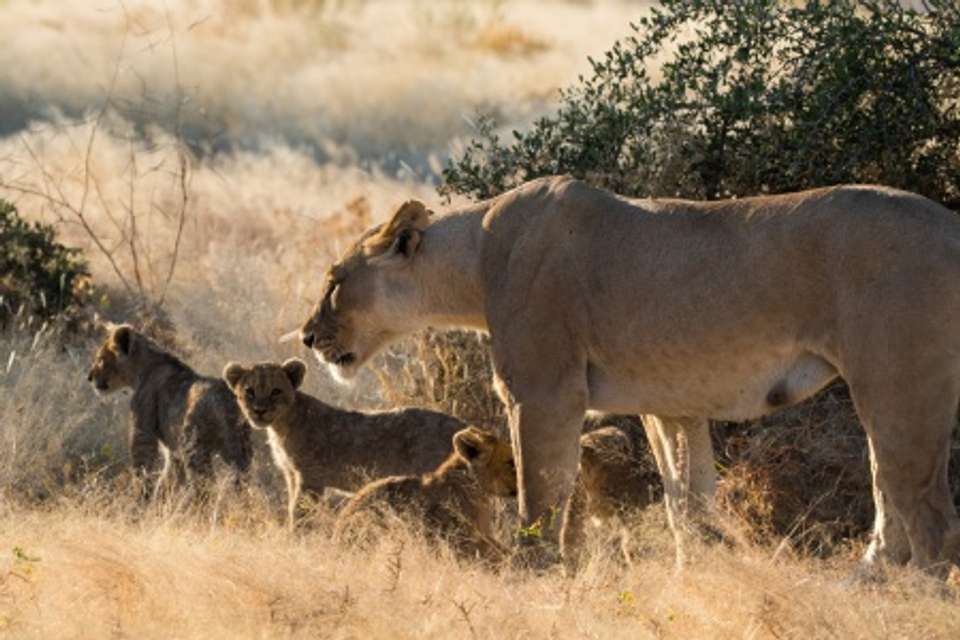 Luxury Southern Africa: A Once-in-a-Lifetime Cruise, Rail, and Tour Experience - Tweet World Travel - South Africa - Image 14