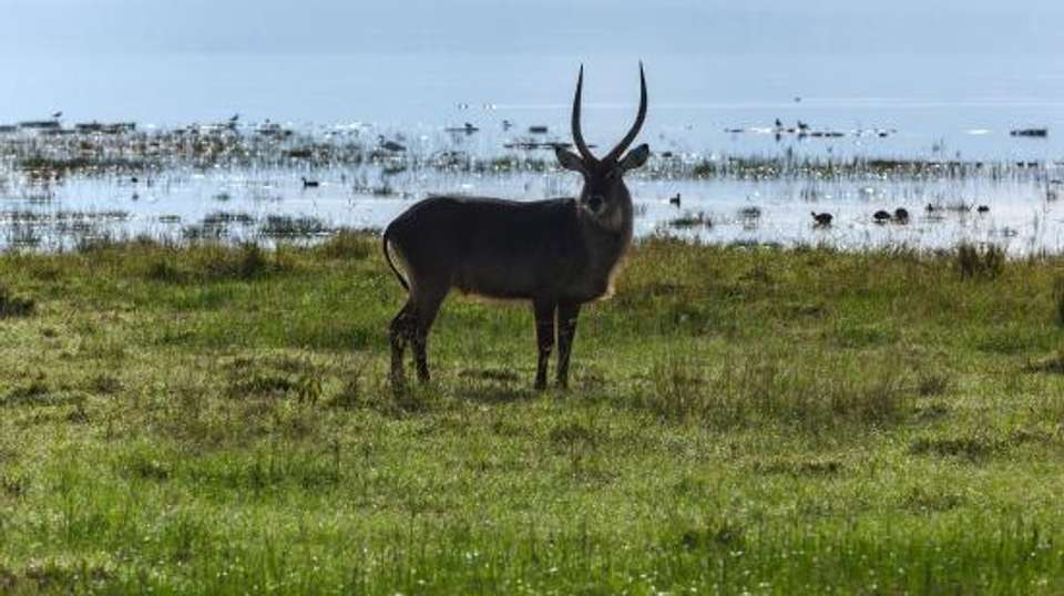 Maasai Mara and Lake Nakuru 4 days - Baboon Budget Safaris - Kenya - Image 2