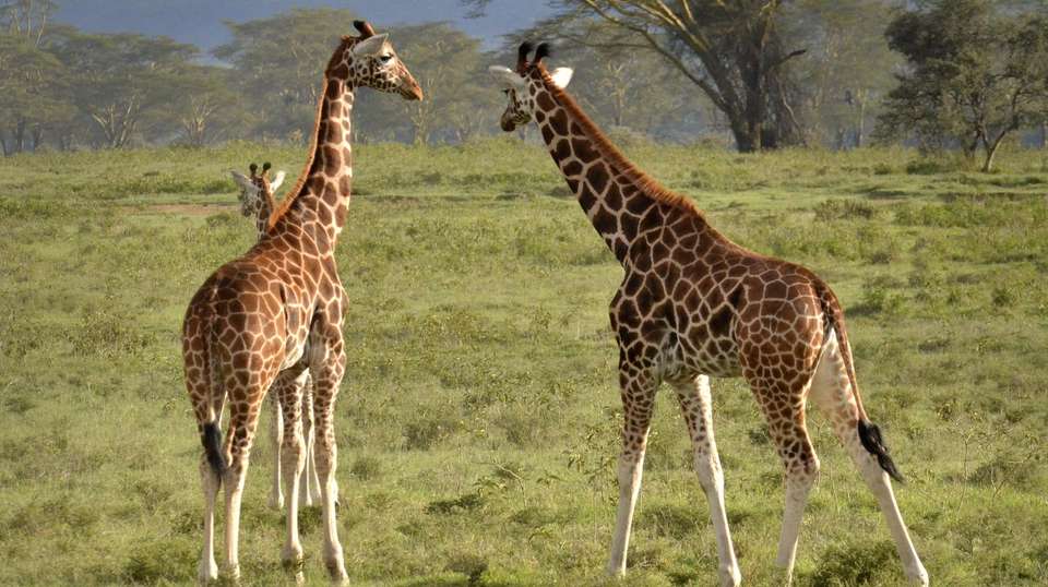 Maasai Mara and Lake Nakuru 4 days - Baboon Budget Safaris - Kenya - Image 3