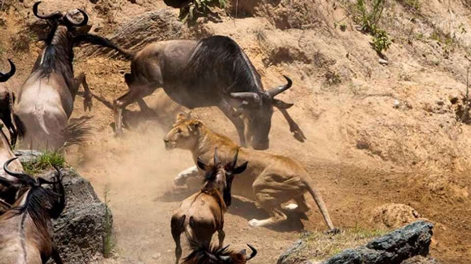 Maasai Mara and Lake Nakuru 4 days - Baboon Budget Safaris - Kenya - Image 5
