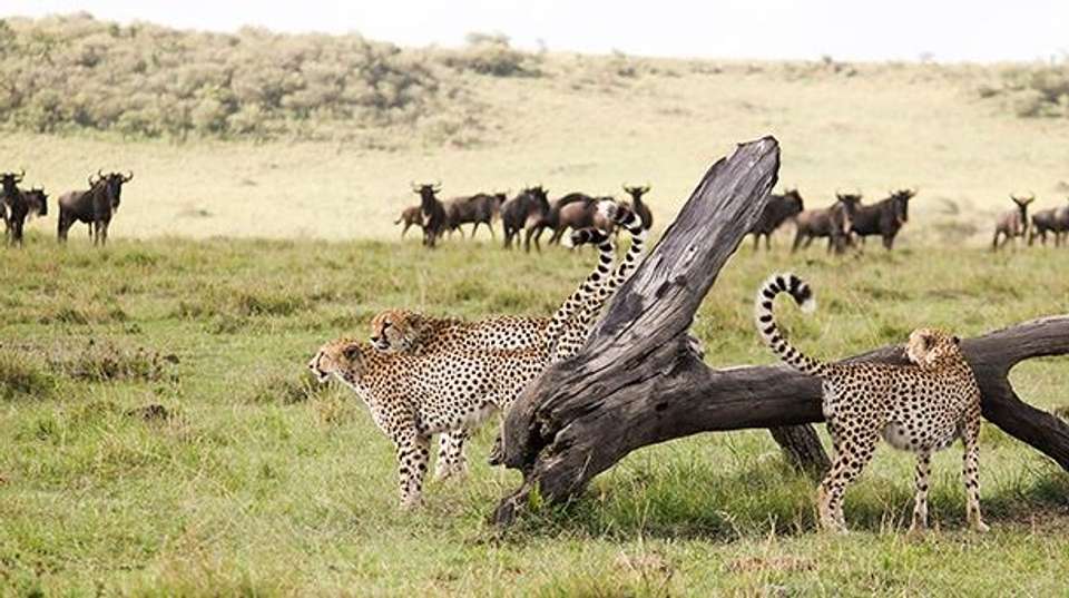 Maasai Mara and Lake Nakuru 4 days - Baboon Budget Safaris - Kenya - Image 6