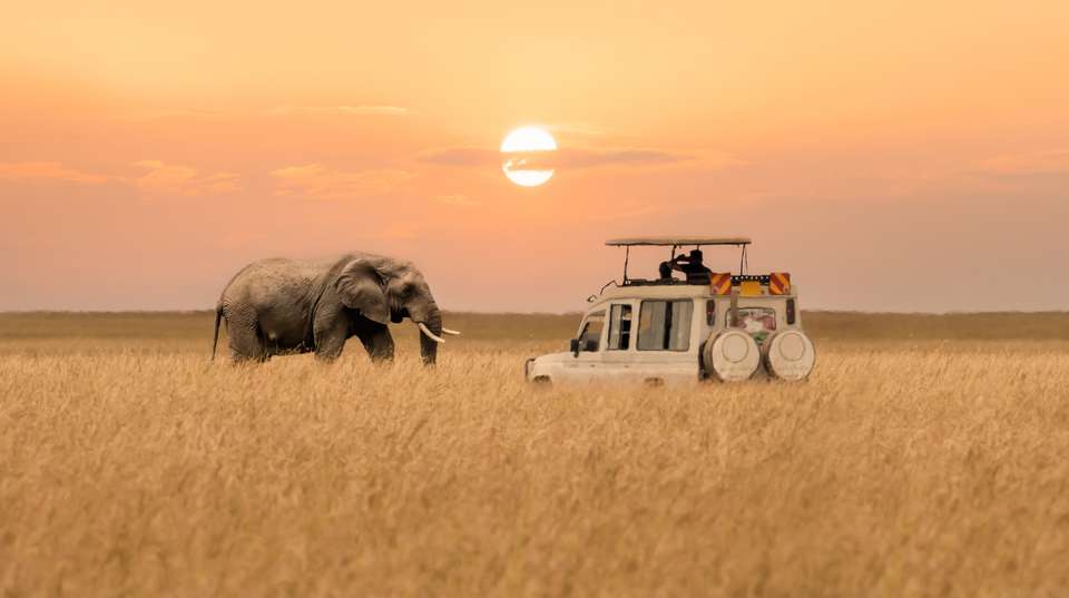 Maasai Mara and Lake Nakuru 4 days - Baboon Budget Safaris - Kenya - Image 1