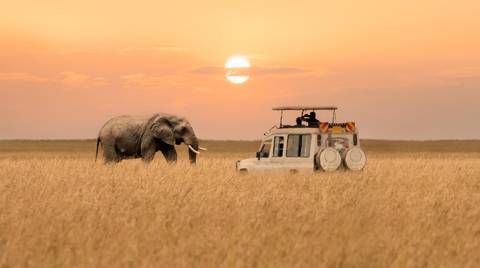 Kenya Tours For Young Adults: Maasai Mara And Lake Nakuru 4 Days