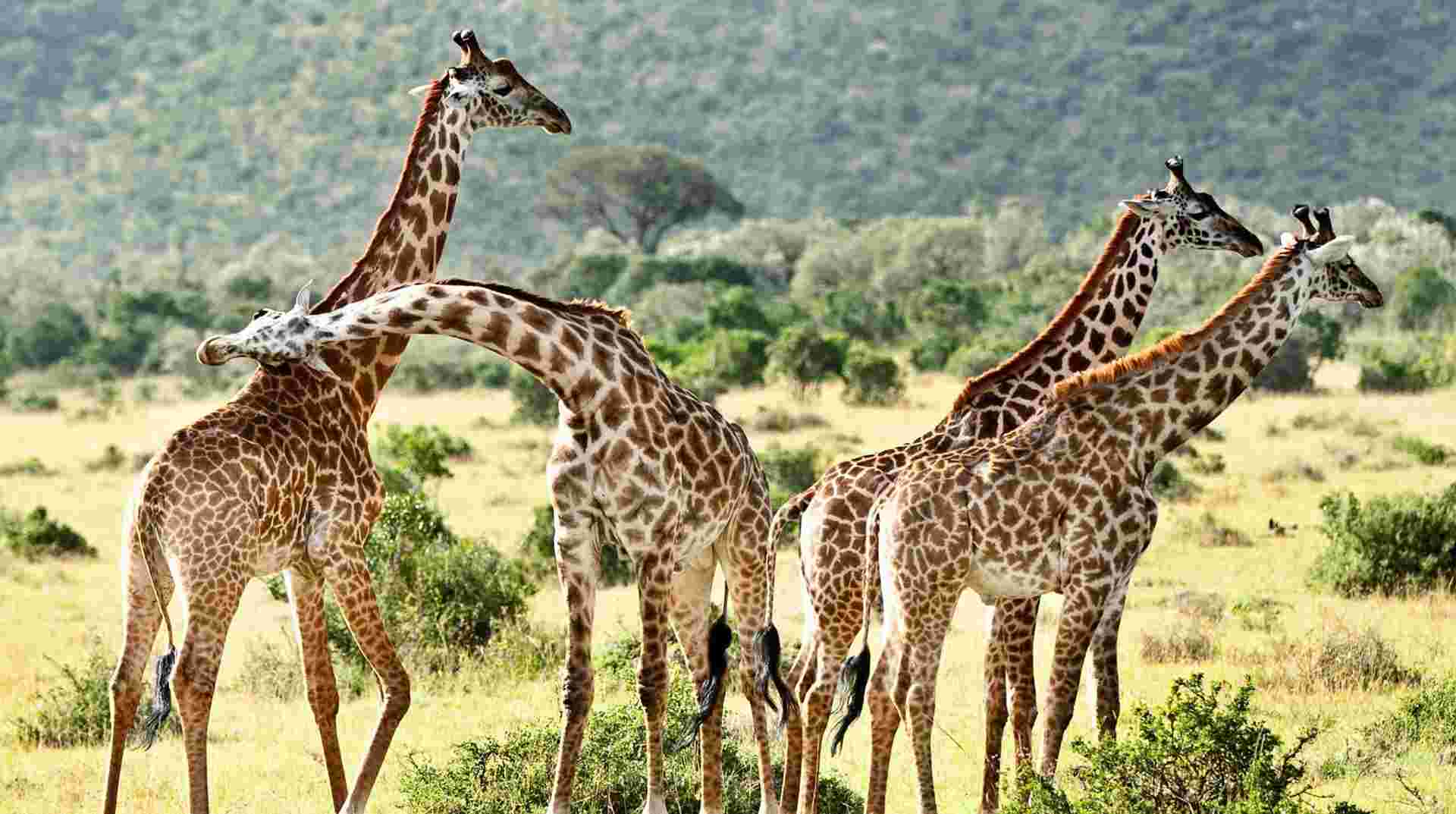 Maasai Mara Luxurious Lodge Safari: Three Days