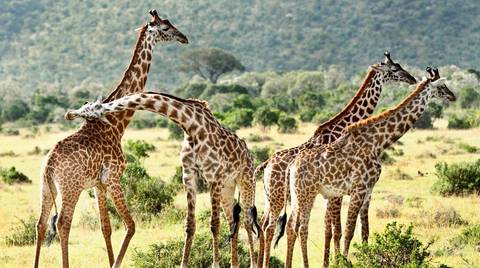 Kenya Tours For Young Adults: Maasai Mara Luxurious Lodge Safari: Three Days